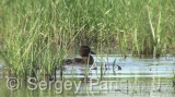 Video of Ferruginous Duck - Ferruginous Duck in early spring in shabla lake in nesting period